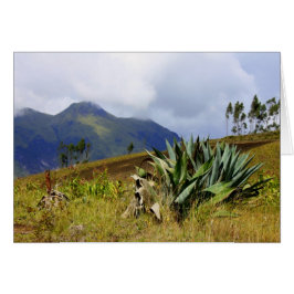 Succulent Ecuador Hälsningskort