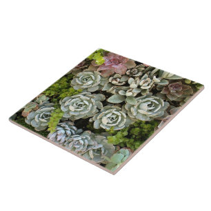 Succulent Garden 1 Kakelplatta