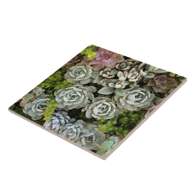 Succulent Garden 1 Kakelplatta (Sidan)