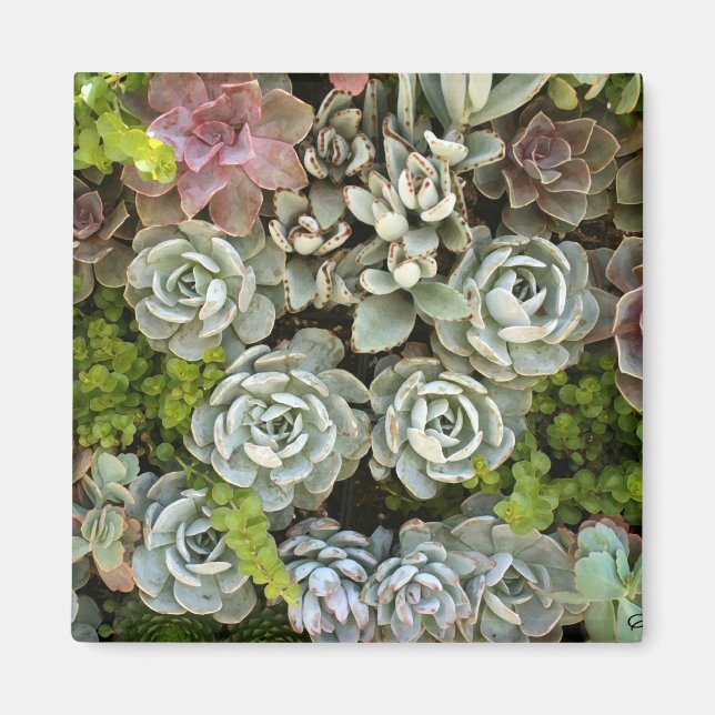 Succulent Garden 1 Magnet (Framsidan)