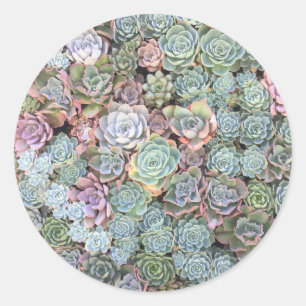 Succulent Garden Stickers Runt Klistermärke