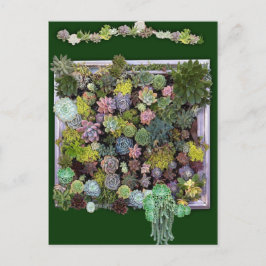 Succulent Garden Wall Visning Vykort