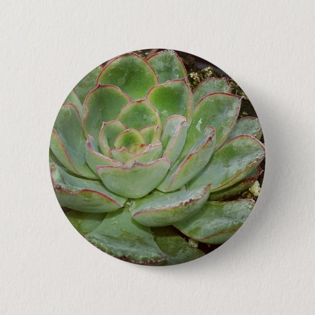 Succulent, Hen and Chicks Knapp (Framsida)