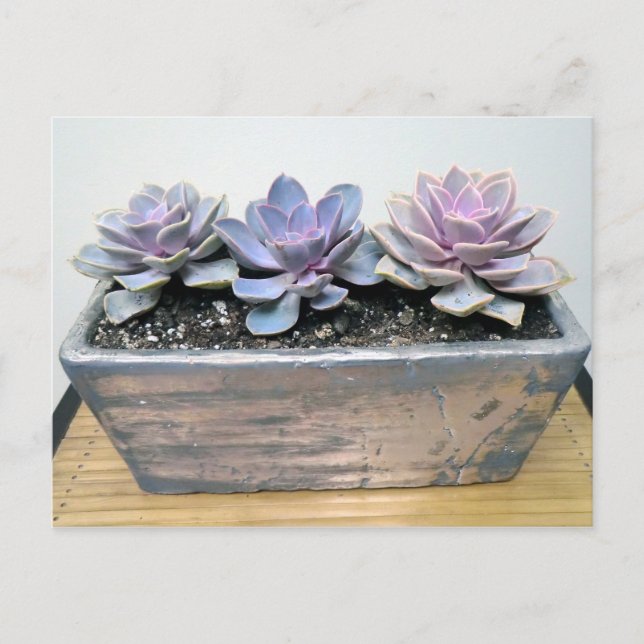 Succulent in Silver Container by Succulent Designi Vykort (Framsida)