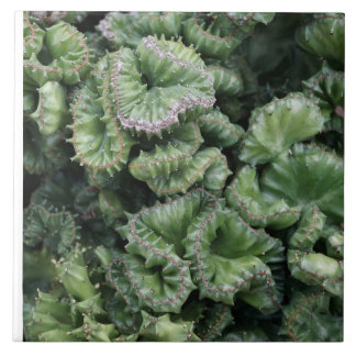 Succulent Kakelplatta