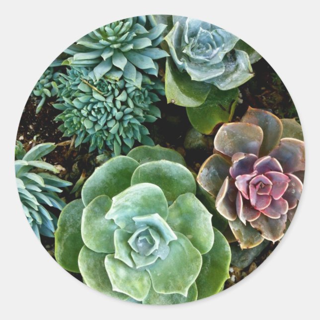 Succulent Kärlek Runt Klistermärke (Framsida)