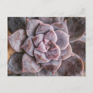 Succulent Kärlek vycard Vykort