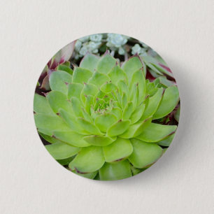 Succulent-knapp Knapp
