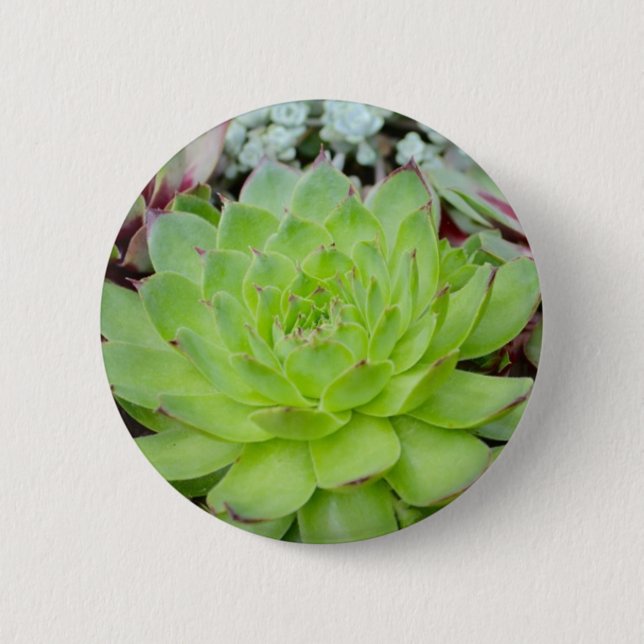 Succulent-knapp Knapp (Framsida)