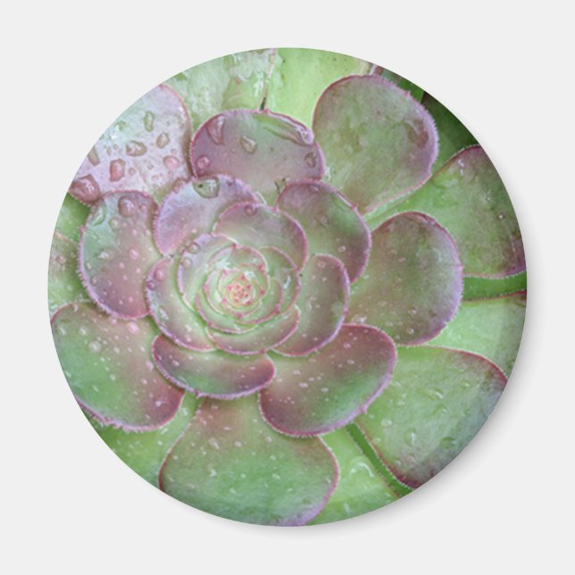 SUcculent Magnet (Framsidan)