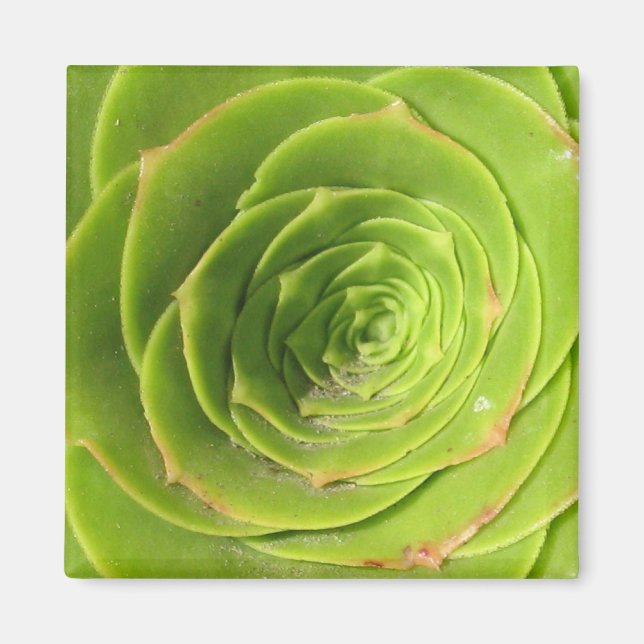 Succulent Magnet (Framsidan)