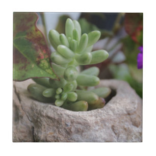 Succulent Plant och Chameleon Plant Kakelplatta