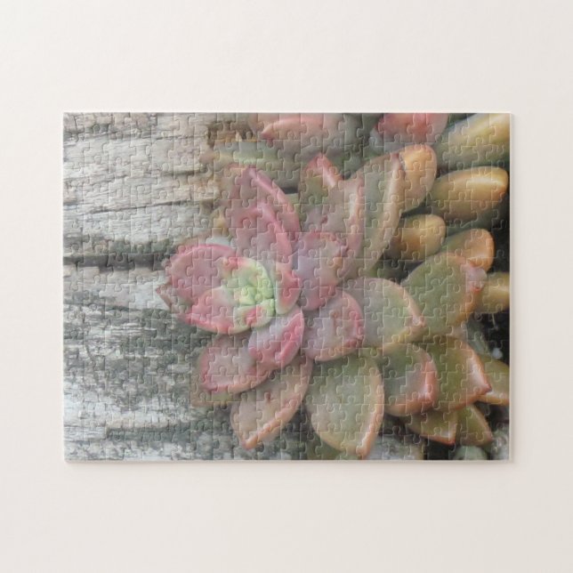 Succulent Plant on Driftwood Pussel (Horisontell)