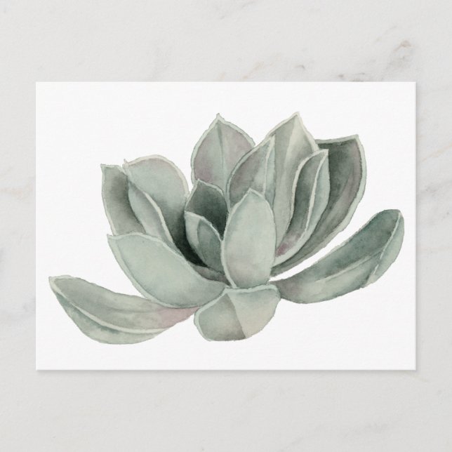 Succulent Plant Watercolor Illustration Vykort (Framsida)