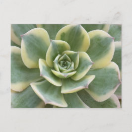Succulent Postcard Vykort