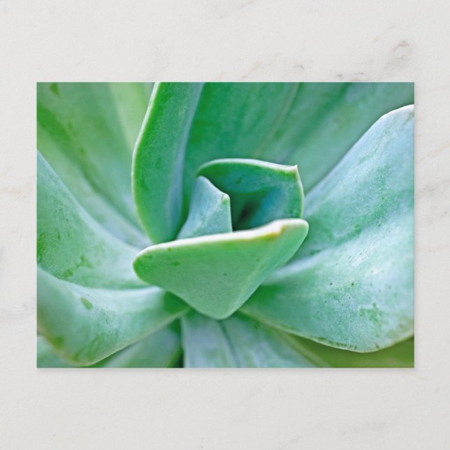 Succulent Swirl Vykort (Framsida)