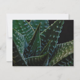 Succulent Zebra Plant Vykort