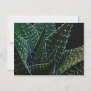 Succulent Zebra Plant Vykort