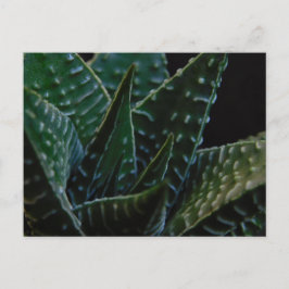 Succulent Zebra Plant Vykort