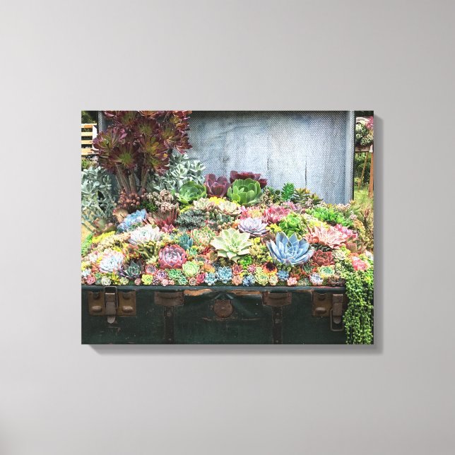 Succulents in Treasure Chest Canvastryck (Framsida)
