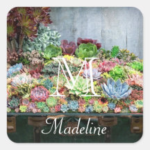 Succulents in Treasure Chest