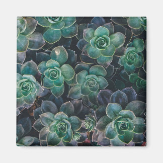Succulents Mönster Magnet