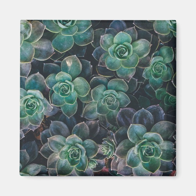 Succulents Mönster Magnet (Framsidan)
