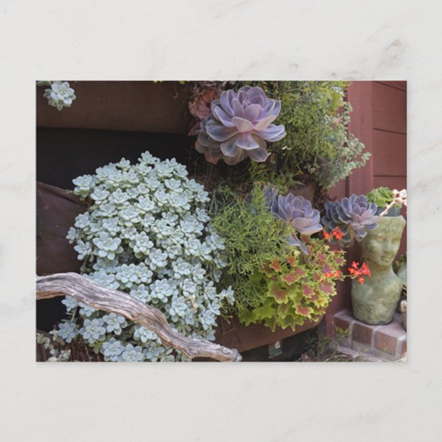 Succulents Postcard Vykort (Framsida)