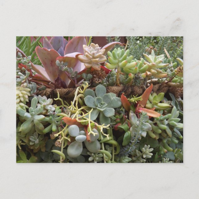 Succulents Postcard Vykort (Framsida)