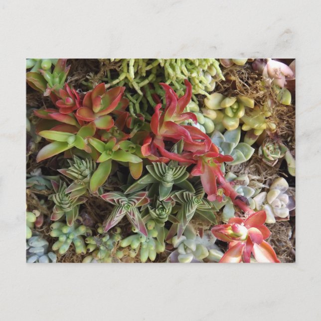 Succulents Postcard Vykort (Framsida)