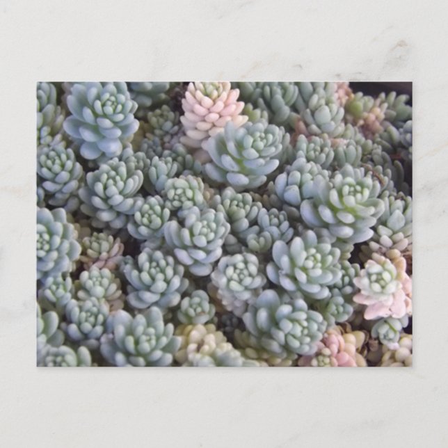 Succulents Postcard Vykort (Framsida)