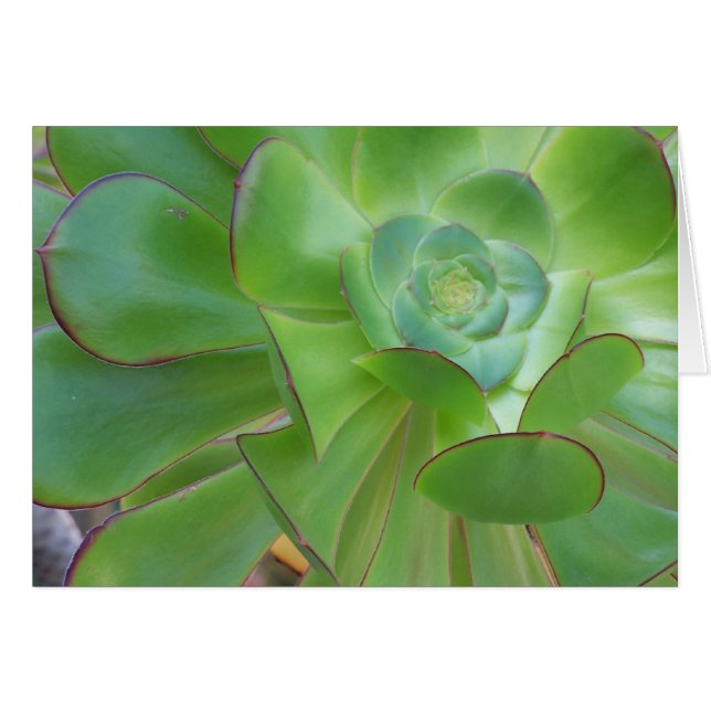 Succult Beauty..Oxnard Kalifornien Hälsningskort (Framsidan Horizontal)