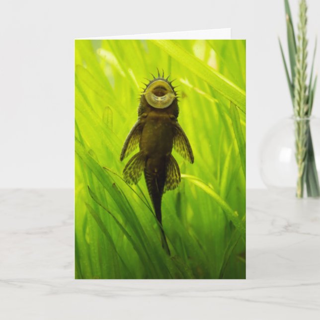 Sucker Fish Greeting Card Tack Kort (Framsida)