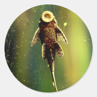 Sucker fiskdekal runt klistermärke