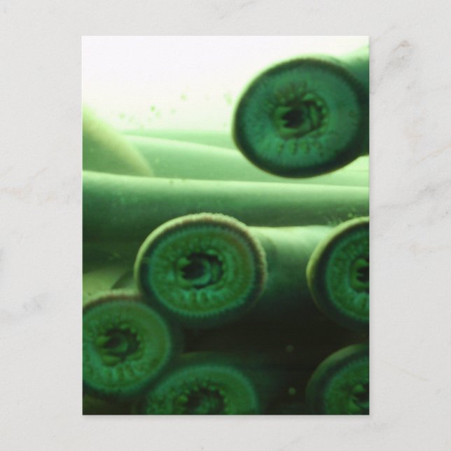 Suckers Vykort (Framsida)