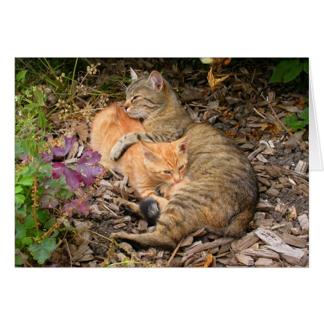 Suckling Ginger Cat Hälsningskort (Framsidan Horizontal)