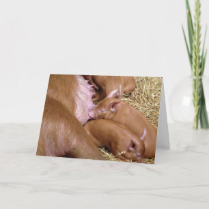 Suckling Tamworth Piglet Photo - Blank Cards Kort