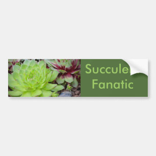 Suckulativt fanatiskt stötfångare bildekal