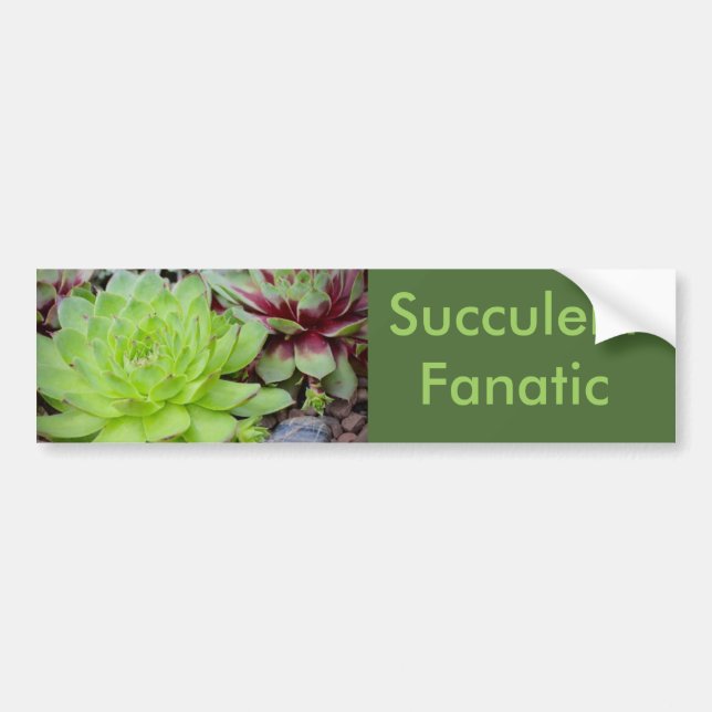 Suckulativt fanatiskt stötfångare bildekal (Framsidan)