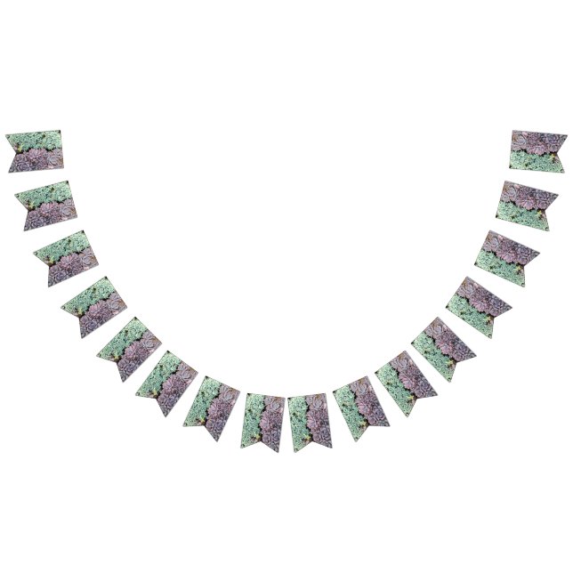 Suckulent baner vimplar (Alla)