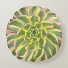 Suckulent dekorativ kudde för Aeonium"Sunburst"