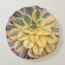 Suckulent dekorativ kudde för Aeonium"Sunburst"