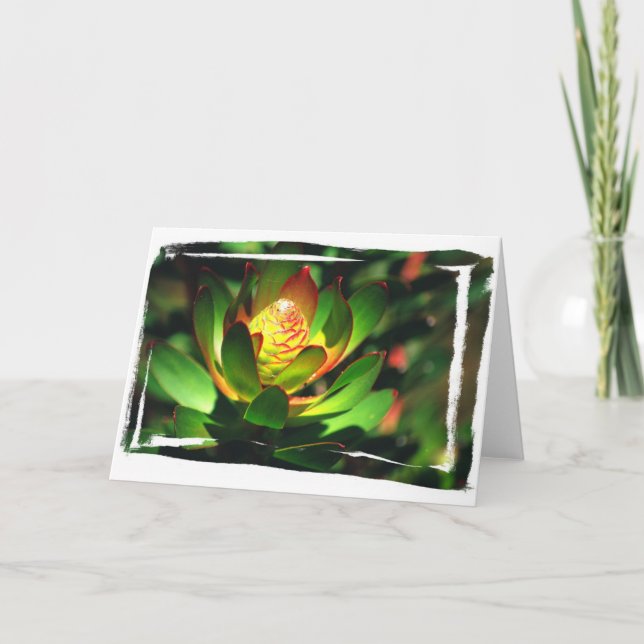 Suckulent knopp kort (Framsida)