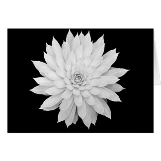 Suckulent Mandala Hälsningskort