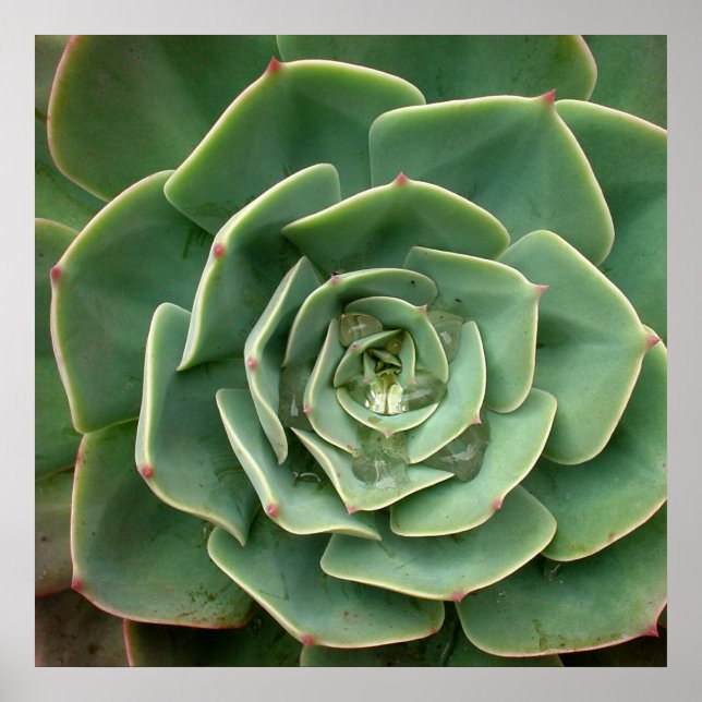 Suckulent utskrift 2 poster (Framsidan)