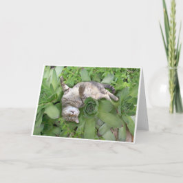 Suckulenta Backscratch Kort