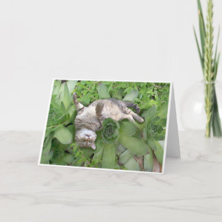 Suckulenta Backscratch Kort