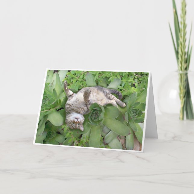 Suckulenta Backscratch Kort (Framsida)