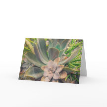 Suckulenter, Mors dag