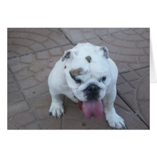 Sue Bear Card blank Hälsningskort